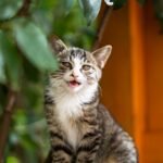 Playful tabby cat captured in a lush outdoor garden setting.